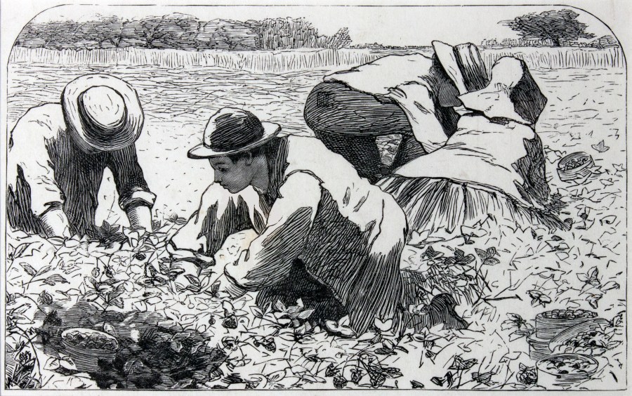 Picking Strawberries